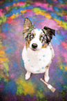 adult Australian Shepherd