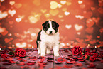 Australian Shepherd Puppy