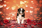 Australian Shepherd Puppy