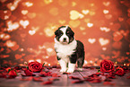 Australian Shepherd Puppy