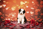 Australian Shepherd Puppy