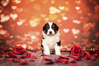 Australian Shepherd Puppy