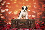 Australian Shepherd Puppy