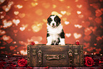Australian Shepherd Puppy