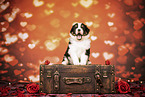 Australian Shepherd Puppy