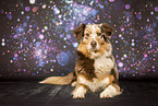 adult Australian Shepherd