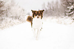 adult Australian Shepherd