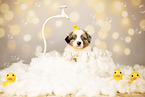 Australian Shepherd Puppy