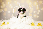 Australian Shepherd Puppy