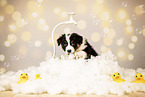 Australian Shepherd Puppy