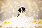 Australian Shepherd Puppy