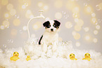 Australian Shepherd Puppy
