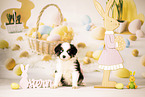 Australian Shepherd Puppy