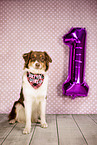 adult Australian Shepherd