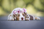 red-merle Australian Shepherd