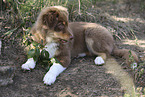 red-tri Australian Shepherd puppy
