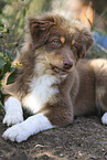 red-tri Australian Shepherd puppy