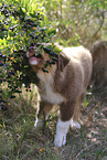 red-tri Australian Shepherd puppy