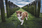 adult Australian Shepherd
