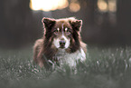 adult Australian Shepherd