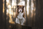 adult Australian Shepherd