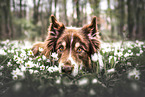 adult Australian Shepherd