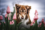 adult Australian Shepherd