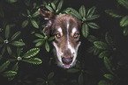adult Australian Shepherd