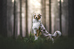 adult Australian Shepherd