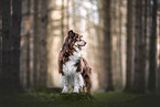 adult Australian Shepherd