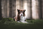 adult Australian Shepherd