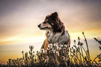 adult Australian Shepherd