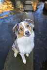 female Australian Shepherd