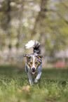 female Australian Shepherd
