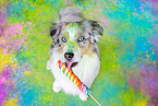 blue-merle Australian Shepherd