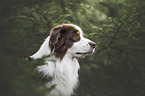 Australian Shepherd