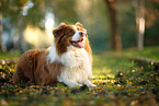 Australian Shepherd