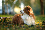 Australian Shepherd