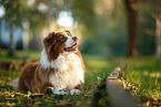 Australian Shepherd
