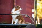 Australian Shepherd