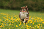 Australian Shepherd
