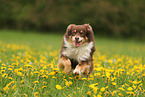 Australian Shepherd