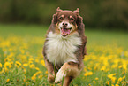 Australian Shepherd