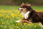 Australian Shepherd