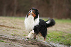 Australian Shepherd