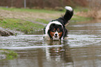 Australian Shepherd