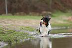 Australian Shepherd