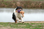 Australian Shepherd