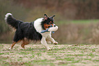 Australian Shepherd