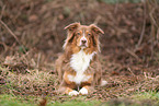 Australian Shepherd